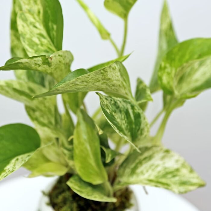 Marble Queen Pothos