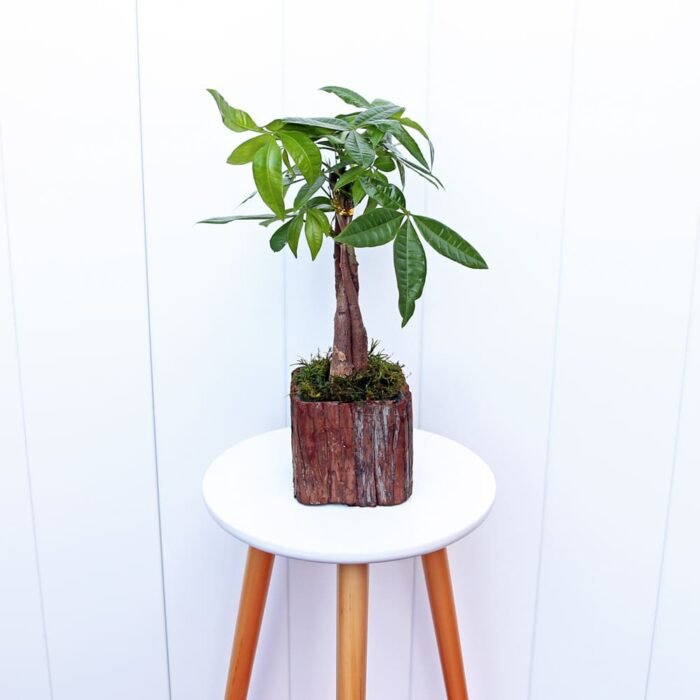 Pachira Money Tree