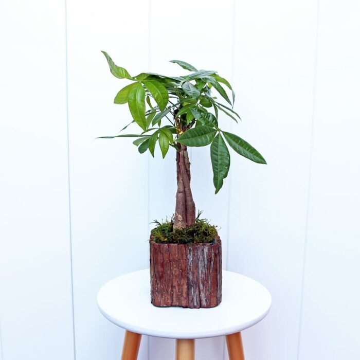 Pachira Money Tree
