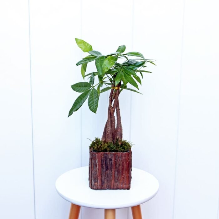 Pachira Money Tree