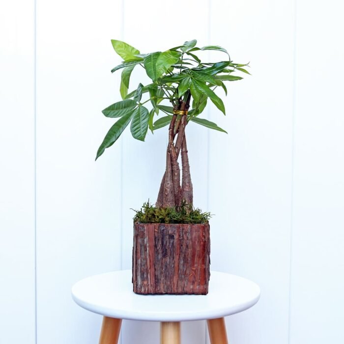 Pachira Money Tree
