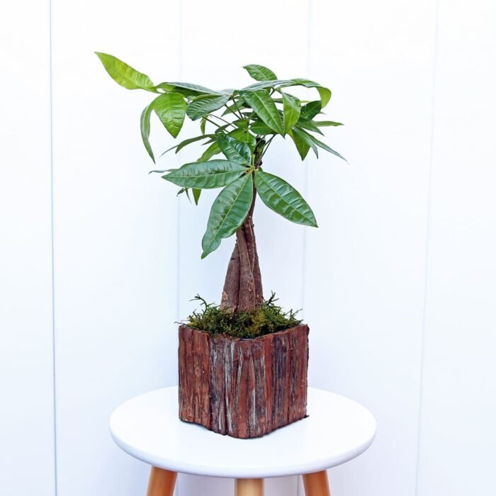 Pachira Money Tree