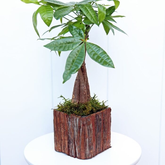 Pachira Money Tree
