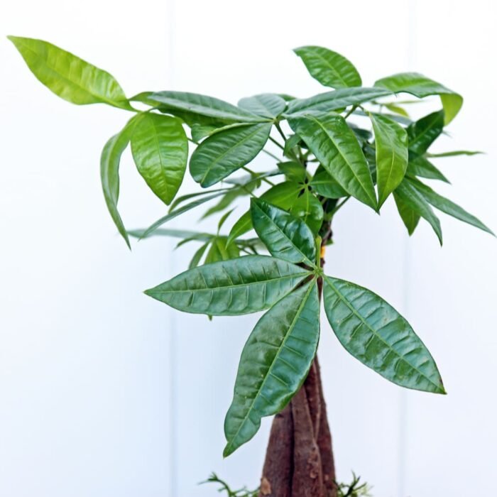 Pachira Money Tree