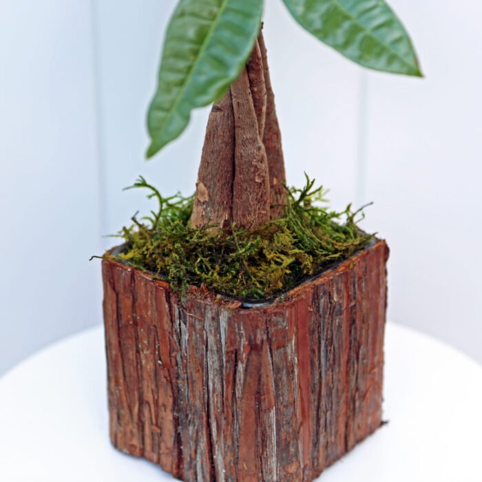 Pachira Money Tree