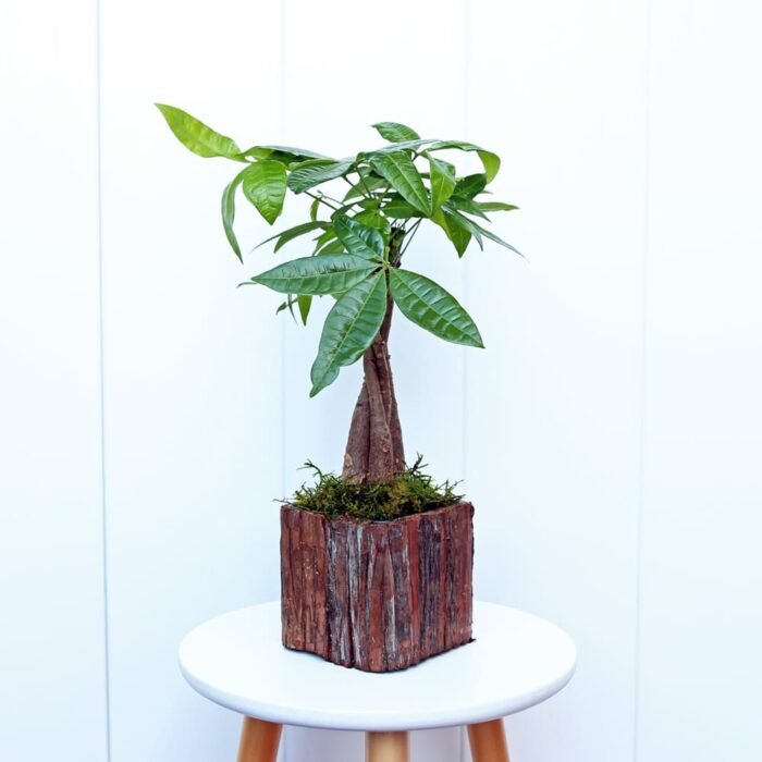 Pachira Money Tree