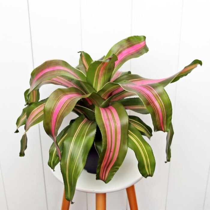 Bromeliad Neoregelia Wolfgang
