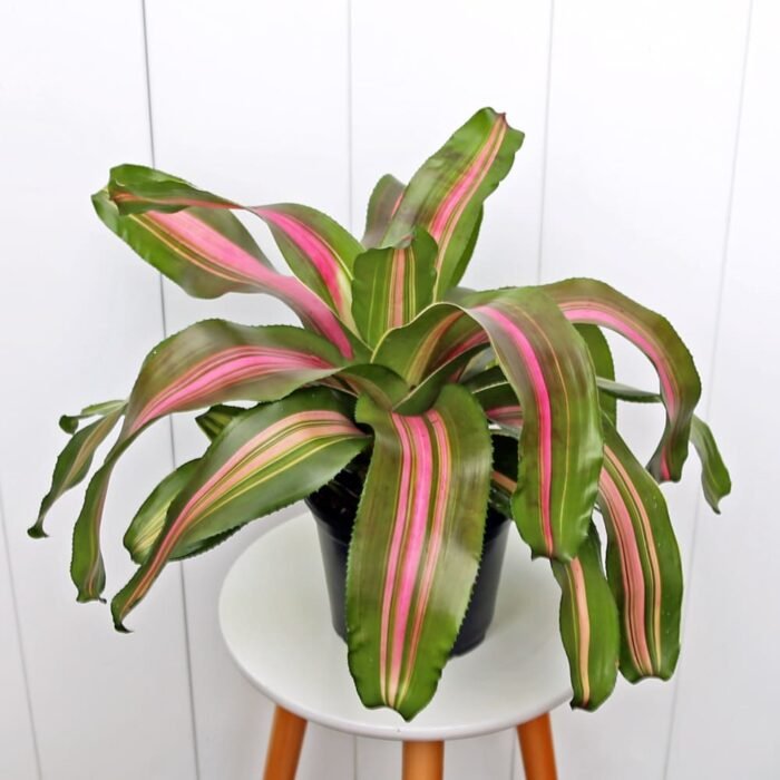 Bromeliad Neoregelia Wolfgang