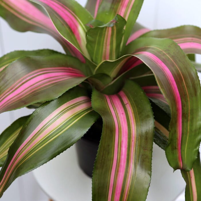 Bromeliad Neoregelia Wolfgang