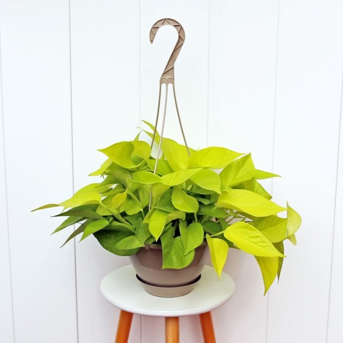 Neon Pothos