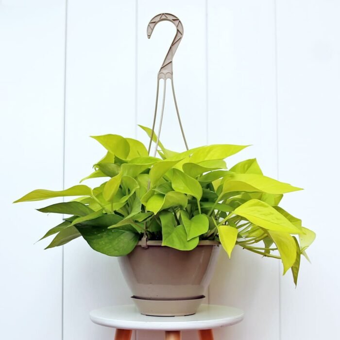 Neon Pothos