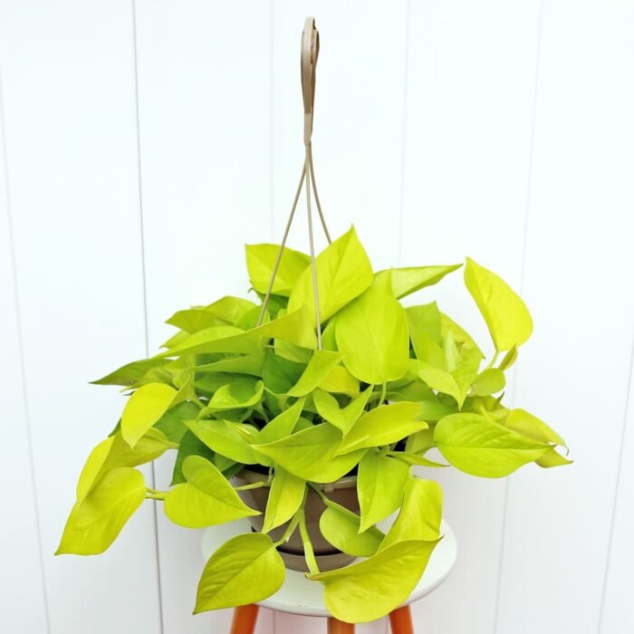 Neon Pothos