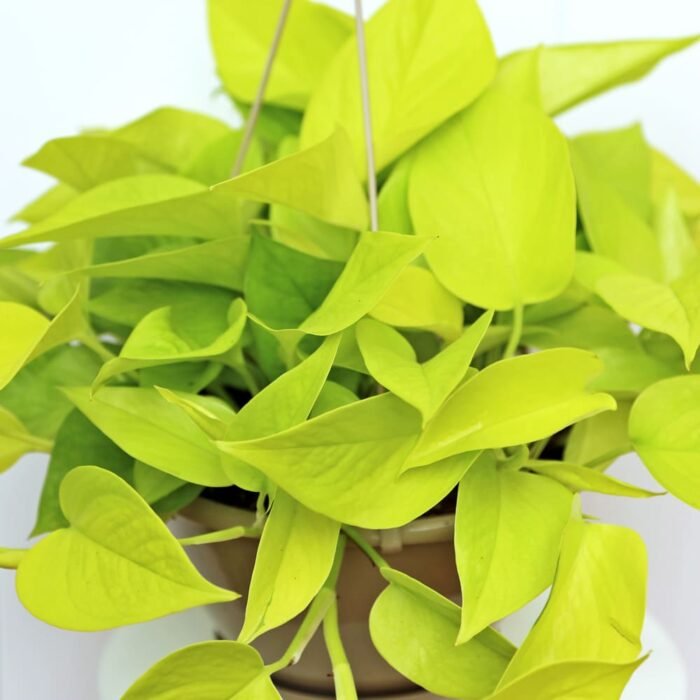 Neon Pothos