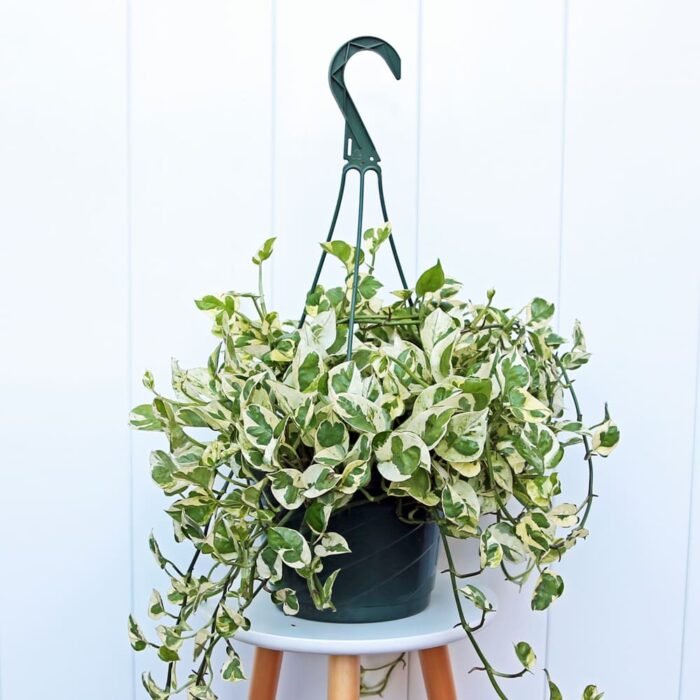 Pearls and Jade Pothos