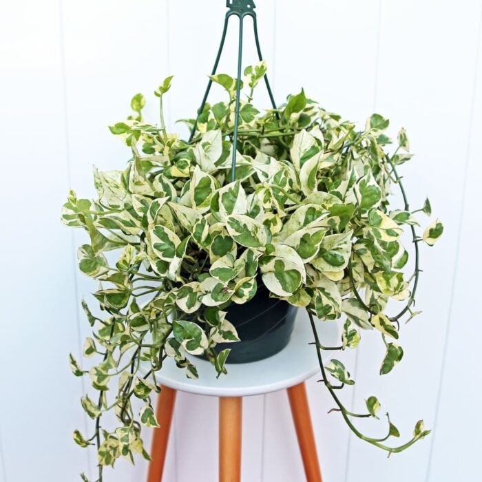 Pearls and Jade Pothos