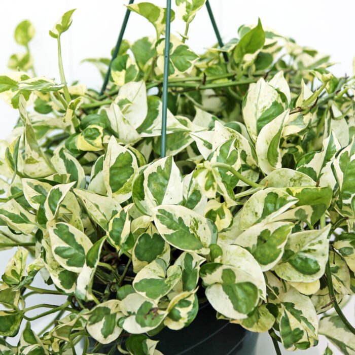 Pearls and Jade Pothos