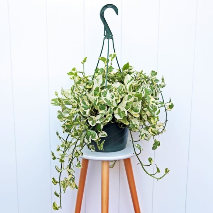 Pearls and Jade Pothos