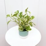 Pearls and Jade Pothos