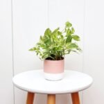 Pearls and Jade Pothos