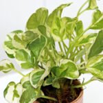 Pearls and Jade Pothos