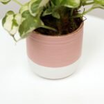 Pearls and Jade Pothos