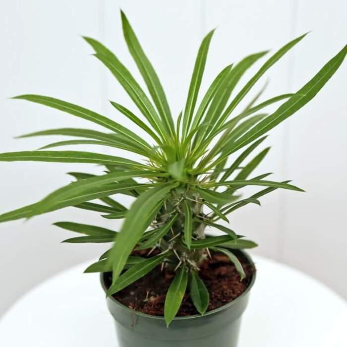 Pachypodium Lamerei