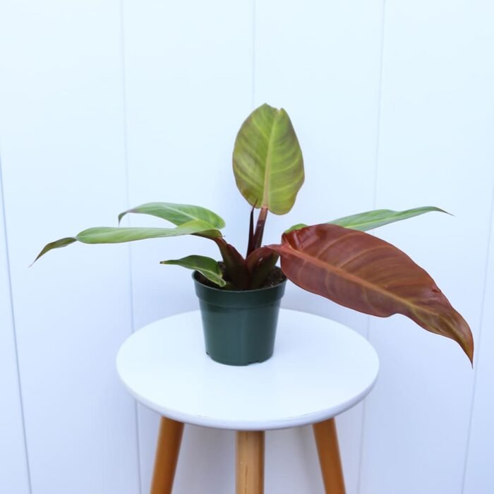 Philodendron Narrow Orange