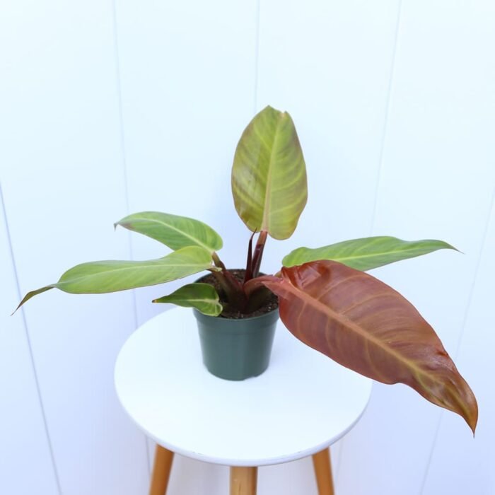Philodendron Narrow Orange