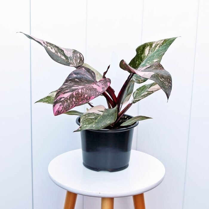 Philodendron Pink Princess