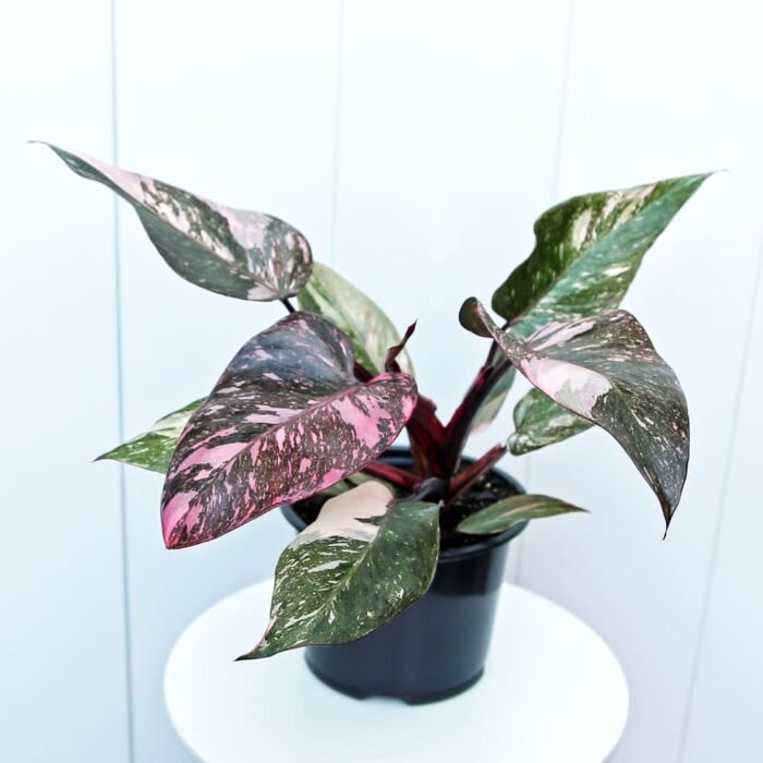 Philodendron Pink Princess