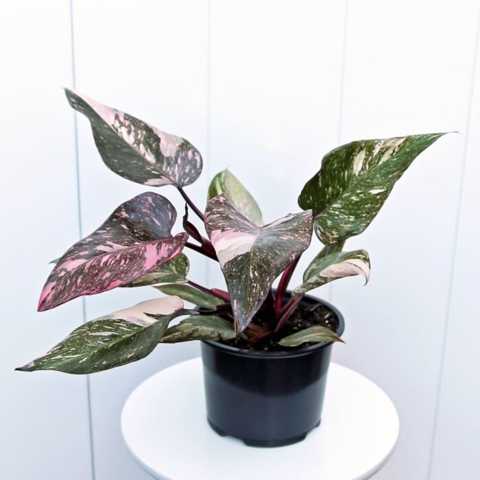 Philodendron Pink Princess