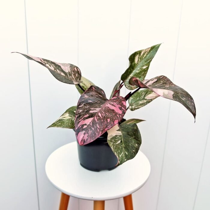 Philodendron Pink Princess