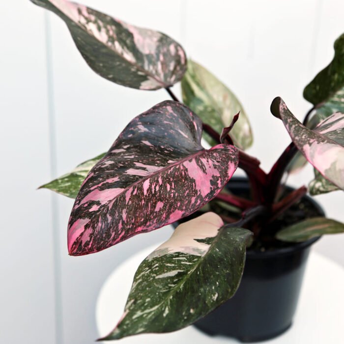 Philodendron Pink Princess