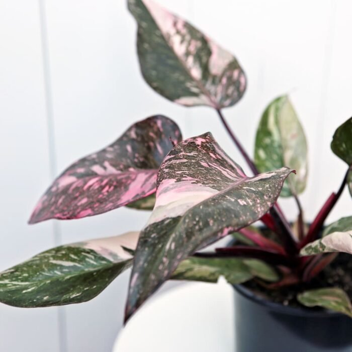 Philodendron Pink Princess