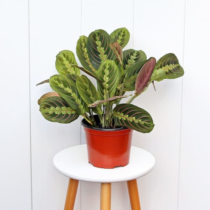 Red Maranta