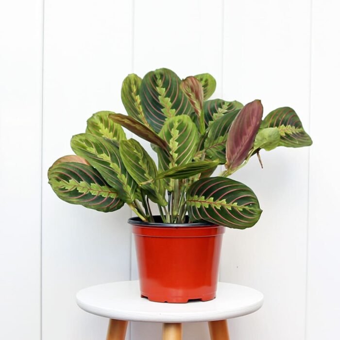 Red Maranta