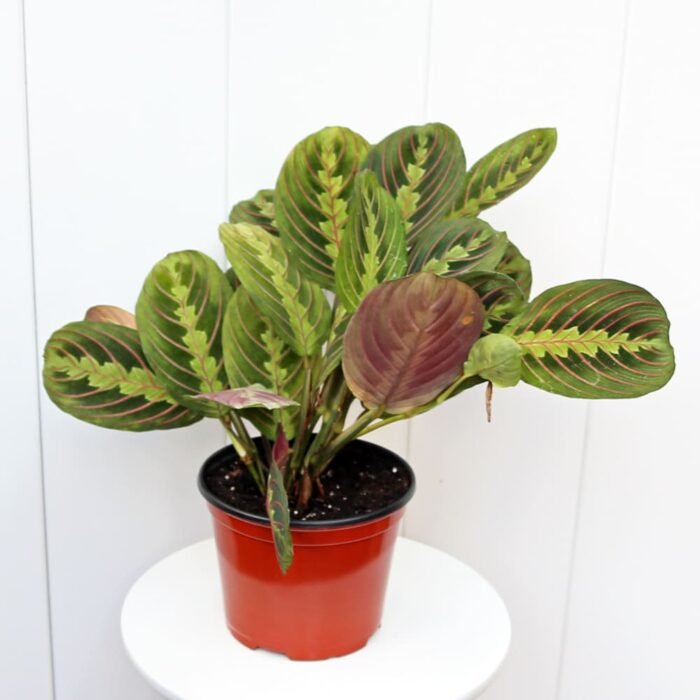 Red Maranta
