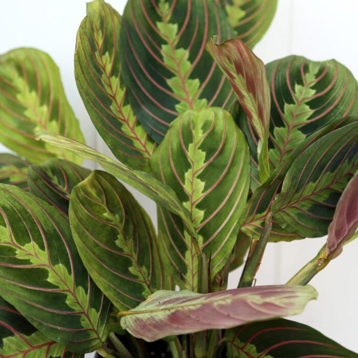 Red Maranta