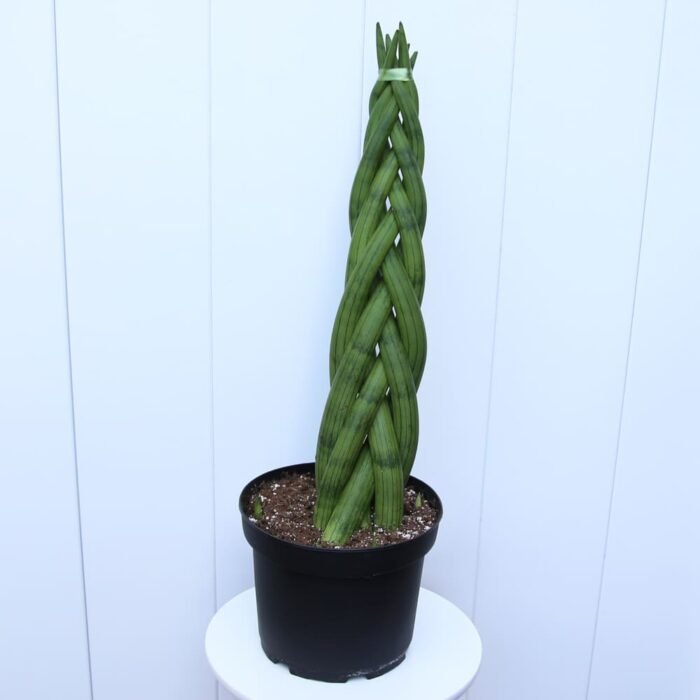Sansevieria Cylindrica