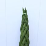 Sansevieria Cylindrica