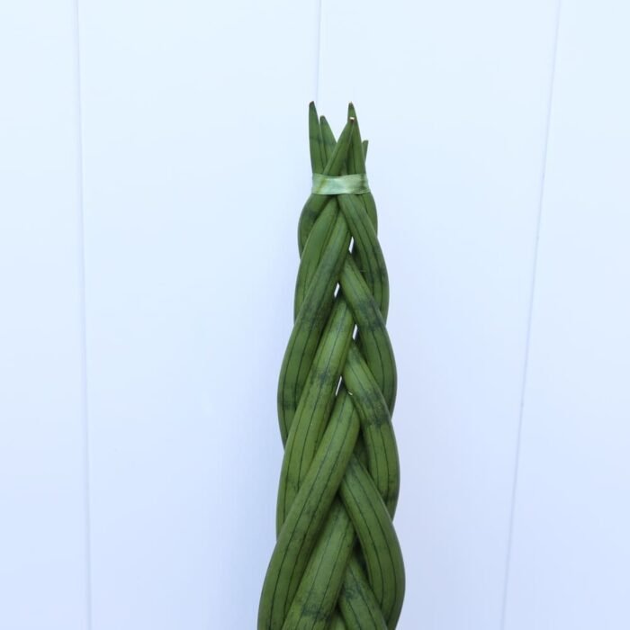 Sansevieria Cylindrica