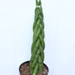 Sansevieria Cylindrica