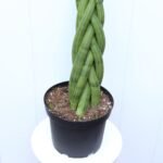 Sansevieria Cylindrica