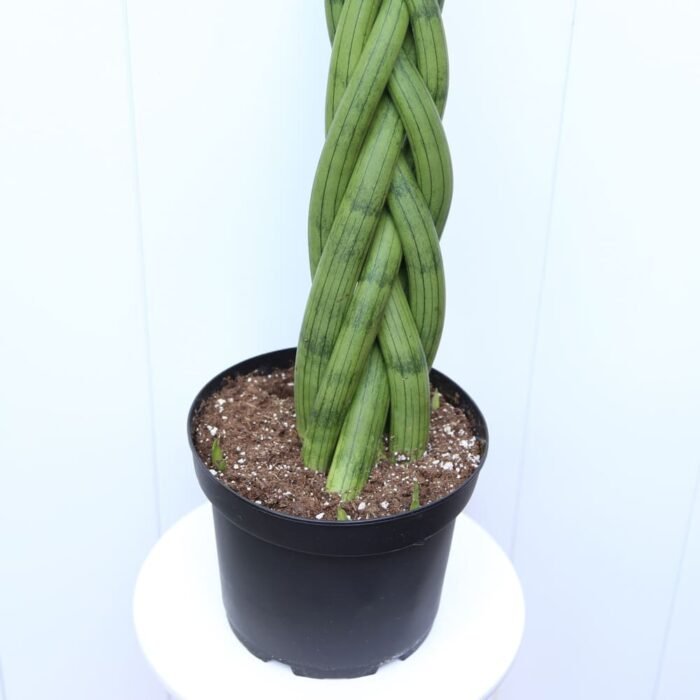 Sansevieria Cylindrica