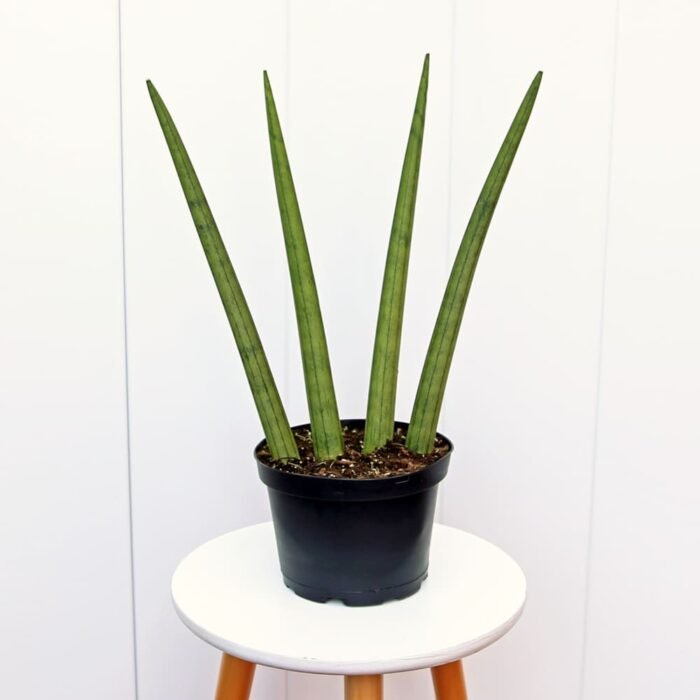 Sansevieria Cylindrica