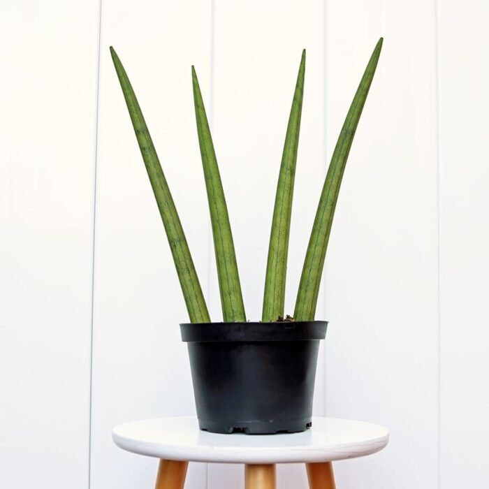 Sansevieria Cylindrica
