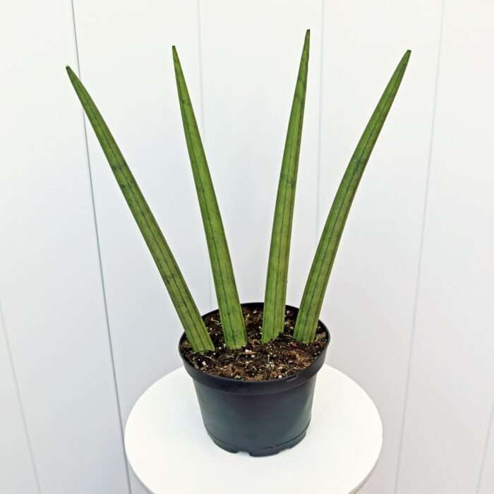 Sansevieria Cylindrica