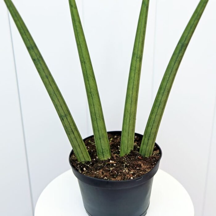 Sansevieria Cylindrica