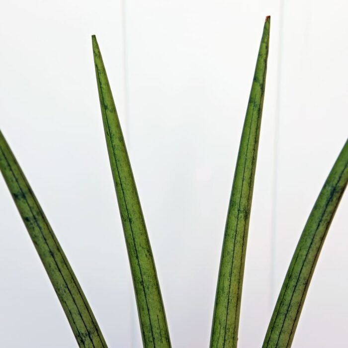 Sansevieria Cylindrica