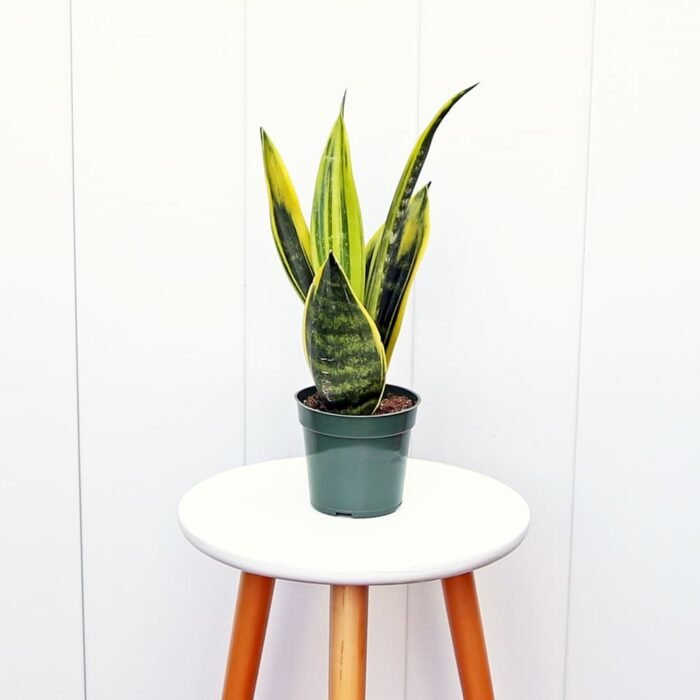 Sansevieria Golden Flame